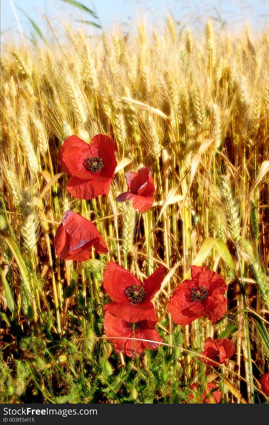 Poppies