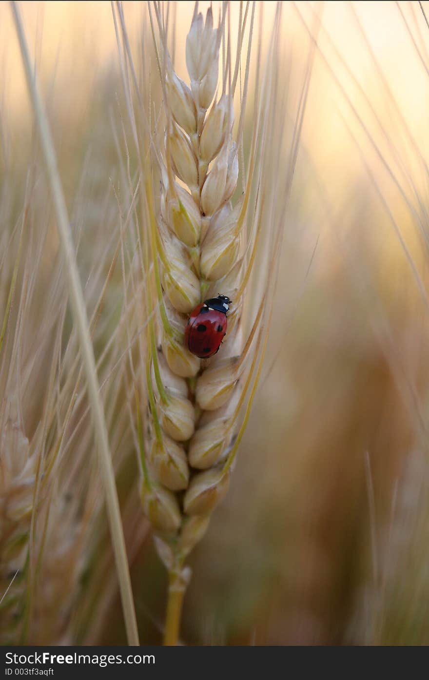 Ladybird