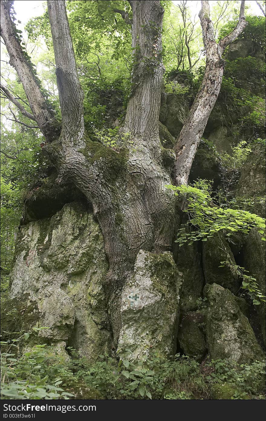 Tree in Koloska valley Hungary. Tree in Koloska valley Hungary