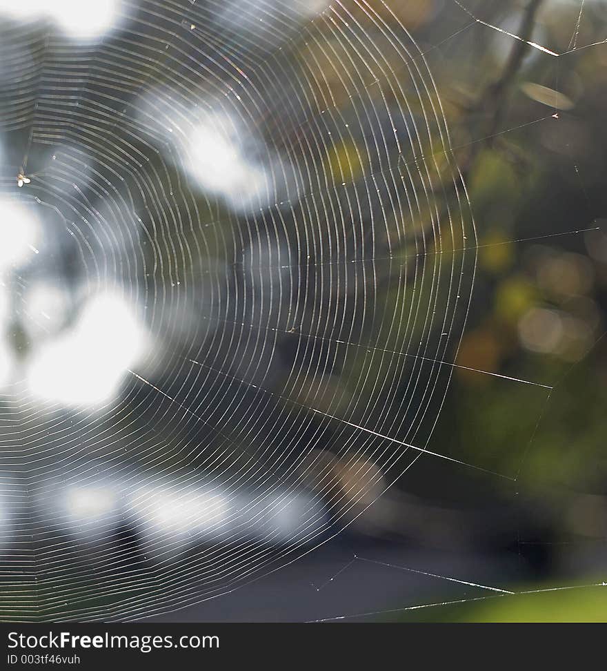 Spiderweb in autumn time