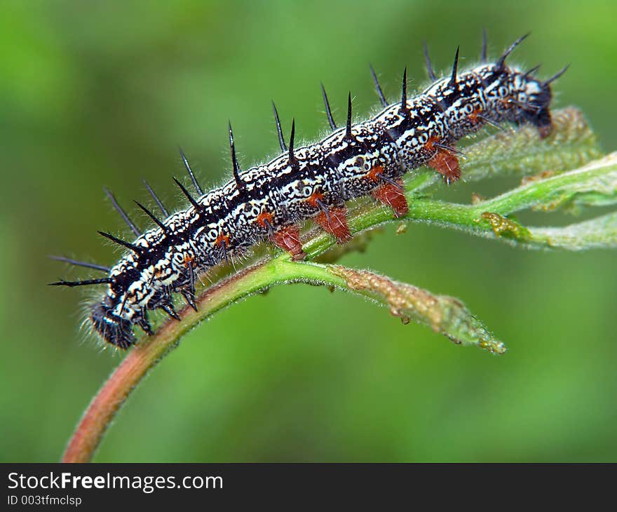 A caterpillar of the butterfly (it is possible Nymphalis polychlorua) families Nymphalidae on a willow. Length of a body about 35 mm. The photo is made in Moscow areas (Russia). Original date/time: 2005:06:12 11:24:51. A caterpillar of the butterfly (it is possible Nymphalis polychlorua) families Nymphalidae on a willow. Length of a body about 35 mm. The photo is made in Moscow areas (Russia). Original date/time: 2005:06:12 11:24:51.