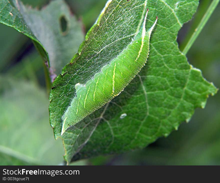 Caterpillar of butterfly Apatura ilia.