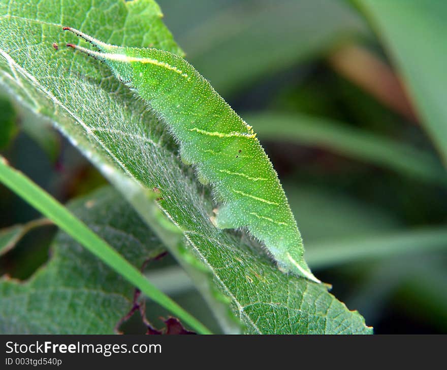 Caterpillar of butterfly Apatura ilia.