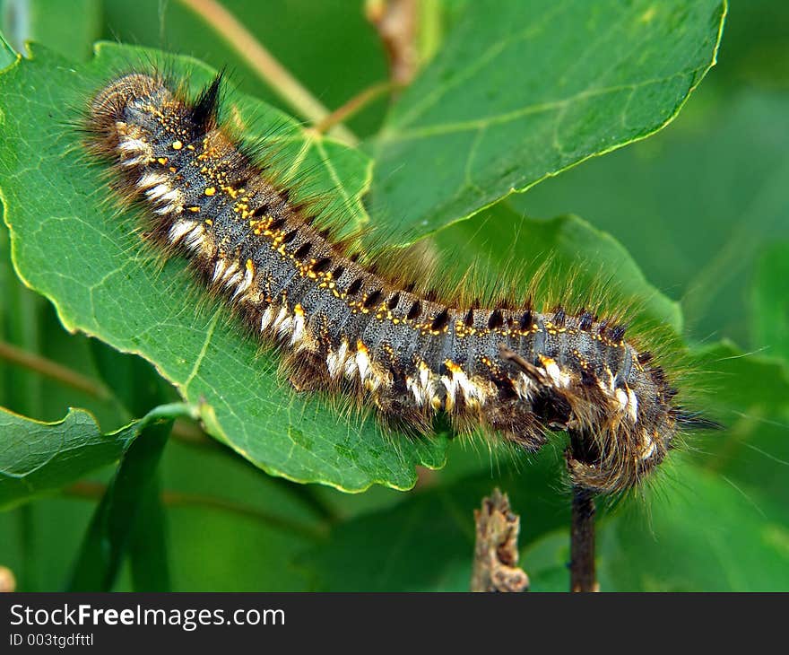 A caterpillar of butterfly Euthrix potatoria families Lasiocampidae. Length of a body about 50 mm. Hair, bristle - poisonous. The photo is made in Moscow areas (Russia). Original date/time: 2005:06:12 11:37:58. A caterpillar of butterfly Euthrix potatoria families Lasiocampidae. Length of a body about 50 mm. Hair, bristle - poisonous. The photo is made in Moscow areas (Russia). Original date/time: 2005:06:12 11:37:58.