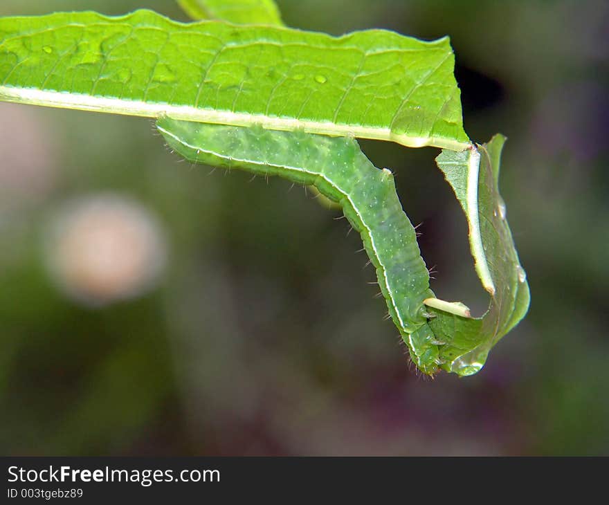 Caterpillar of butterfly Conepteryx rhamni.