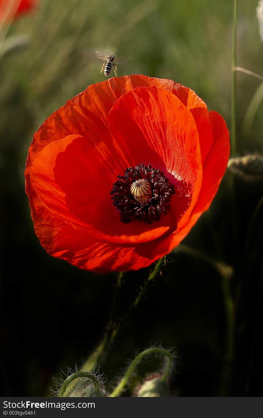 Poppy