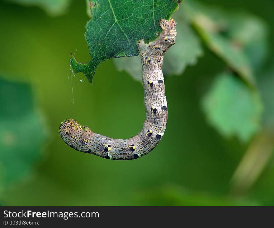 Caterpillar of butterfly Lycia hirtaria.