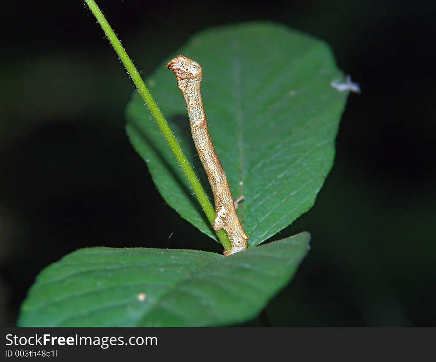 A caterpillar of the butterfly of family Geometridae during movement.. Length of a body about 20 mm. The photo is made in Moscow areas (Russia). Original date/time: 2005:06:26 09:24:06. A caterpillar of the butterfly of family Geometridae during movement.. Length of a body about 20 mm. The photo is made in Moscow areas (Russia). Original date/time: 2005:06:26 09:24:06.