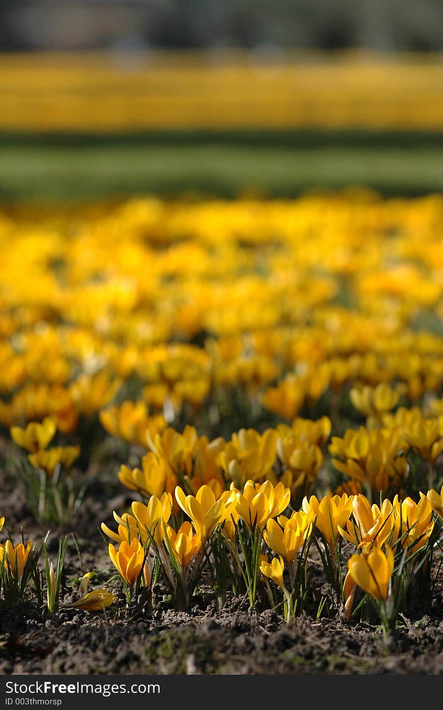 Park with young blooming narcissus. Park with young blooming narcissus