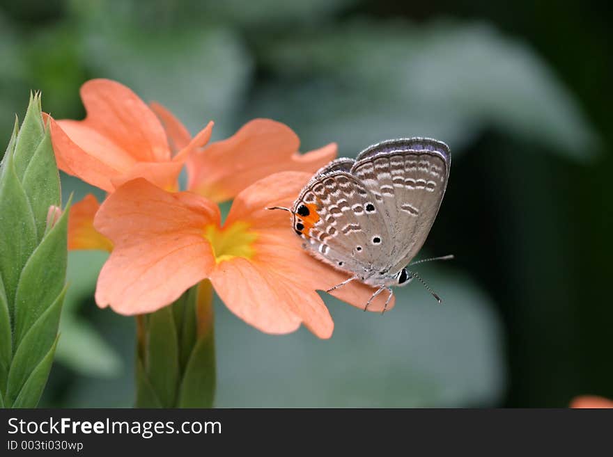 Small skipper butterfly on a Crossandra flower petal. Small skipper butterfly on a Crossandra flower petal