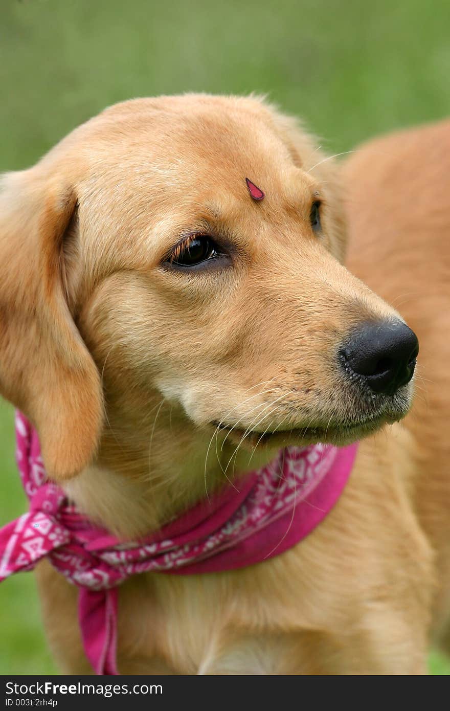 Retriever puppy