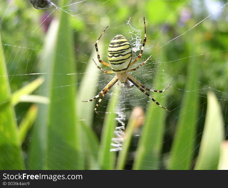 Spider is ruthless predator