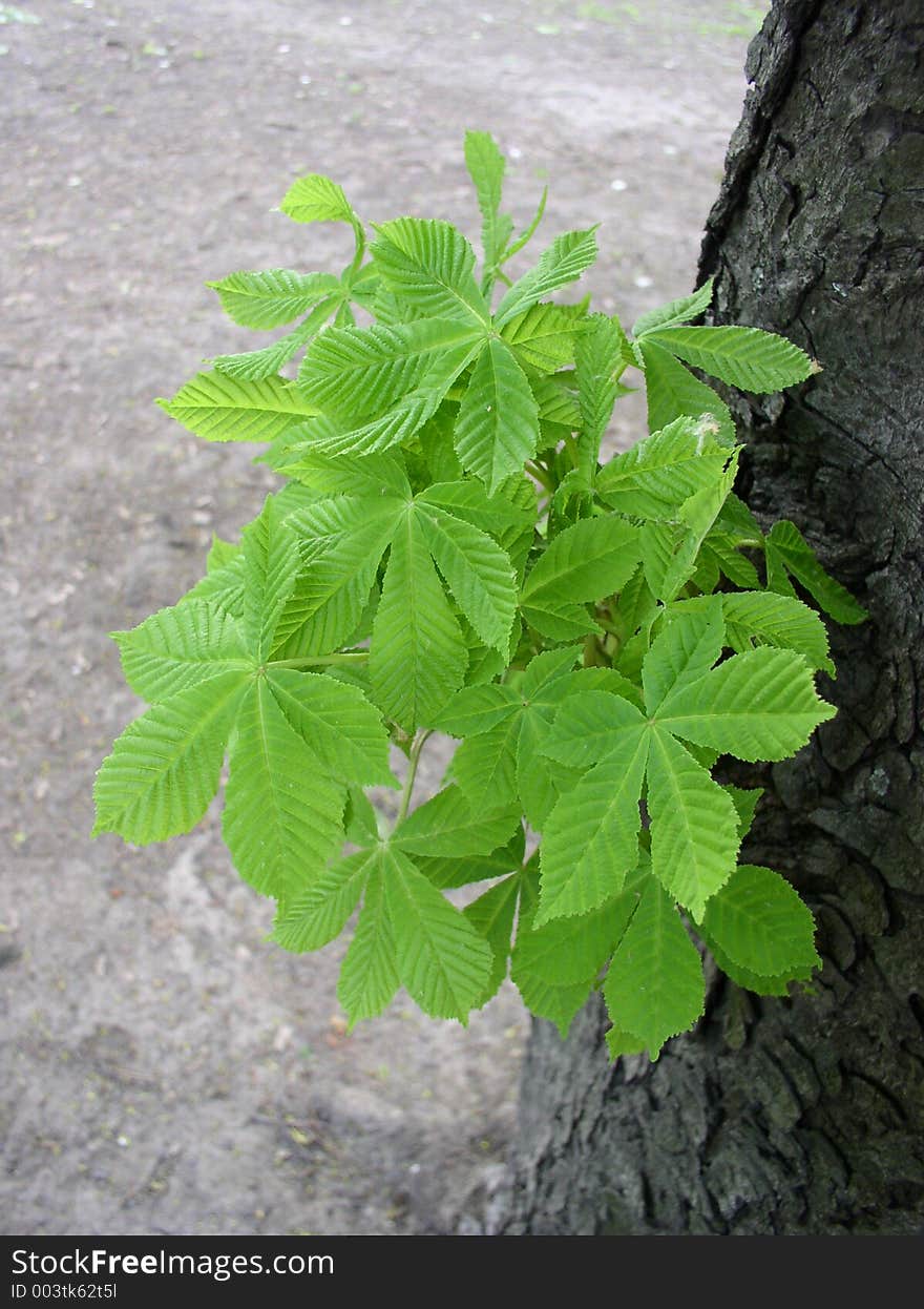 Young Green Leaves