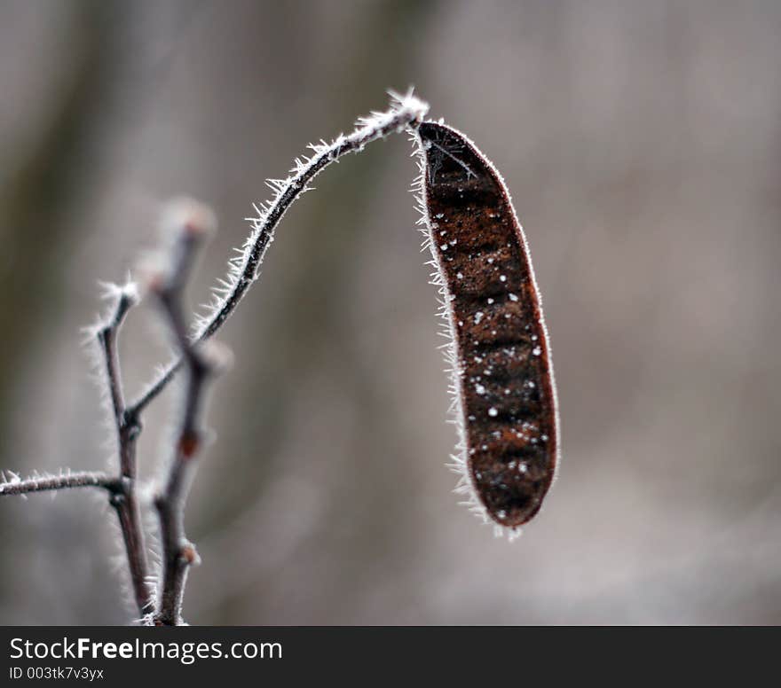 Winter twig