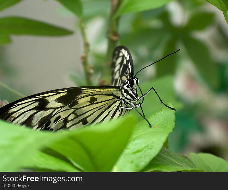 Butterfly on leaf