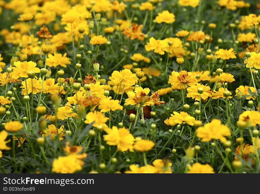 Yellow Flower