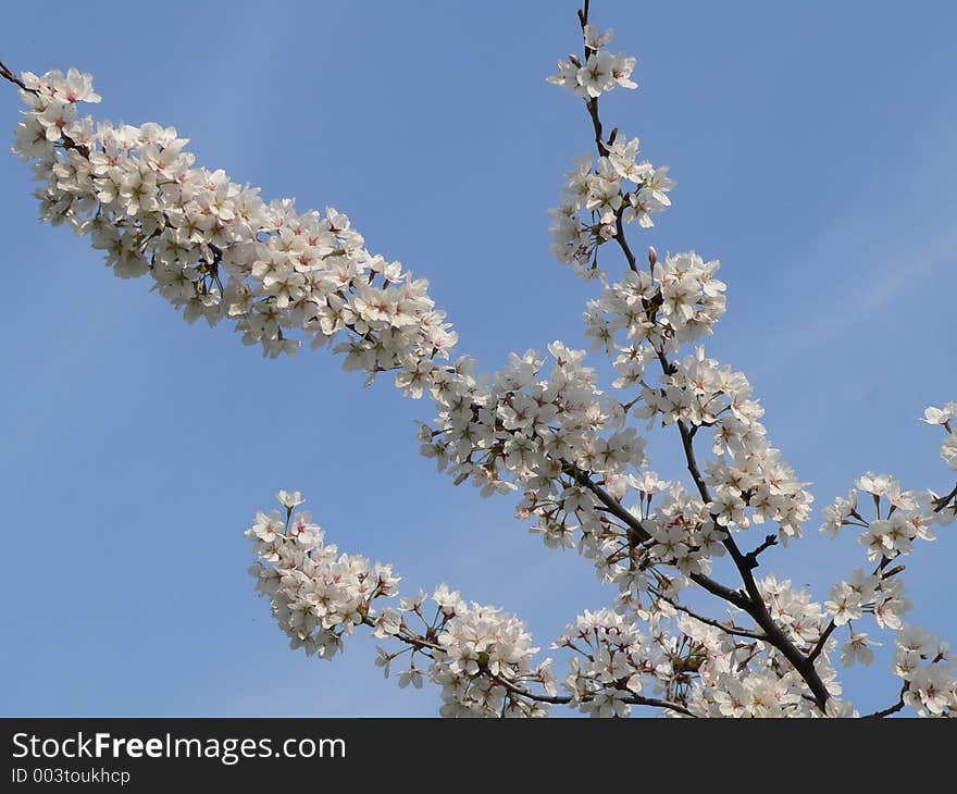 Flowery tree