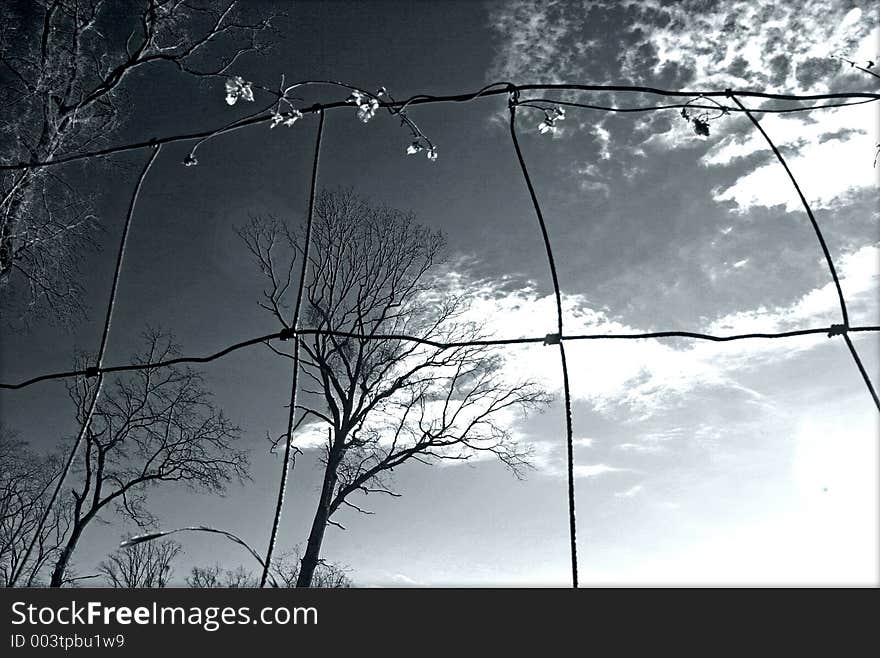 Winter trees through the grating