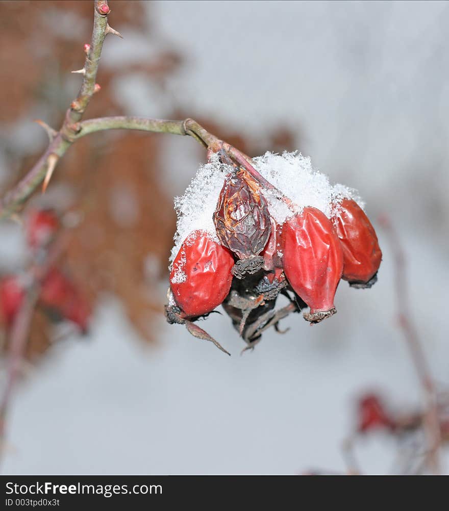 Snowy hip