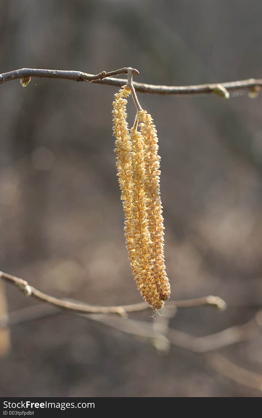 Winter twig