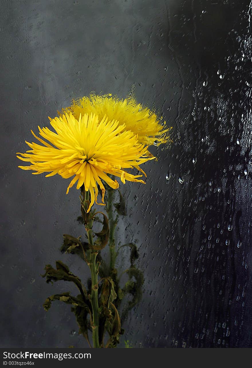 Chrysanthemum in a mirror