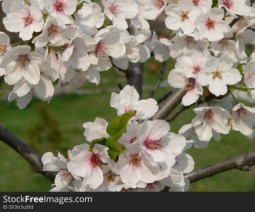 Sprin flowers on a tree. Sprin flowers on a tree