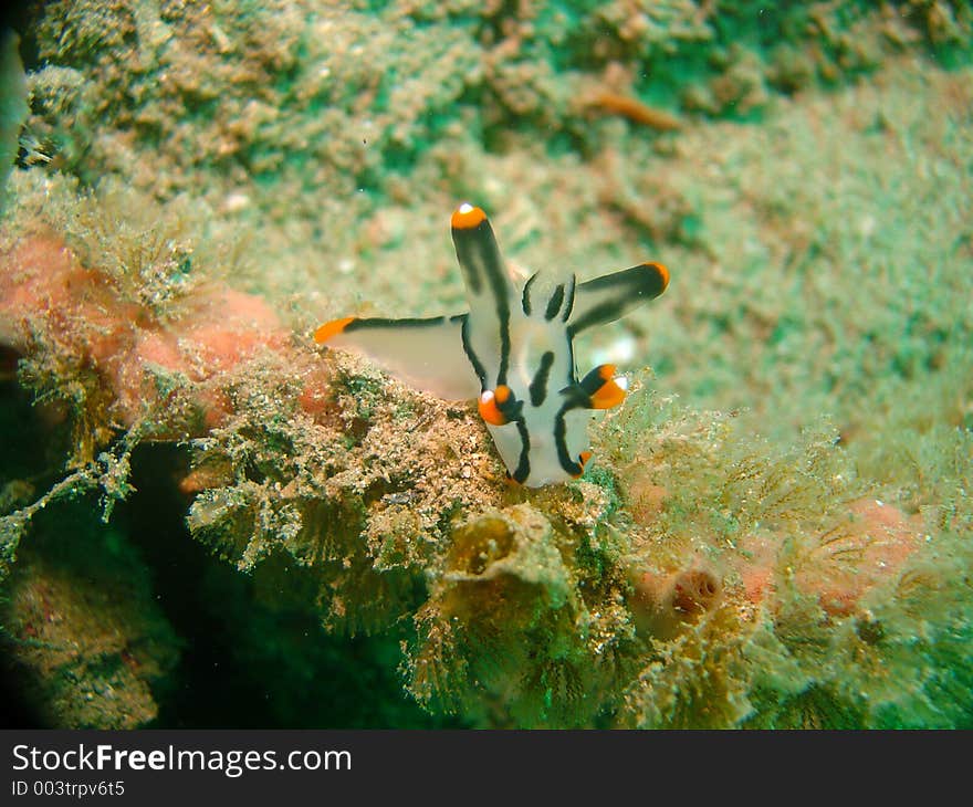 Nudibranch