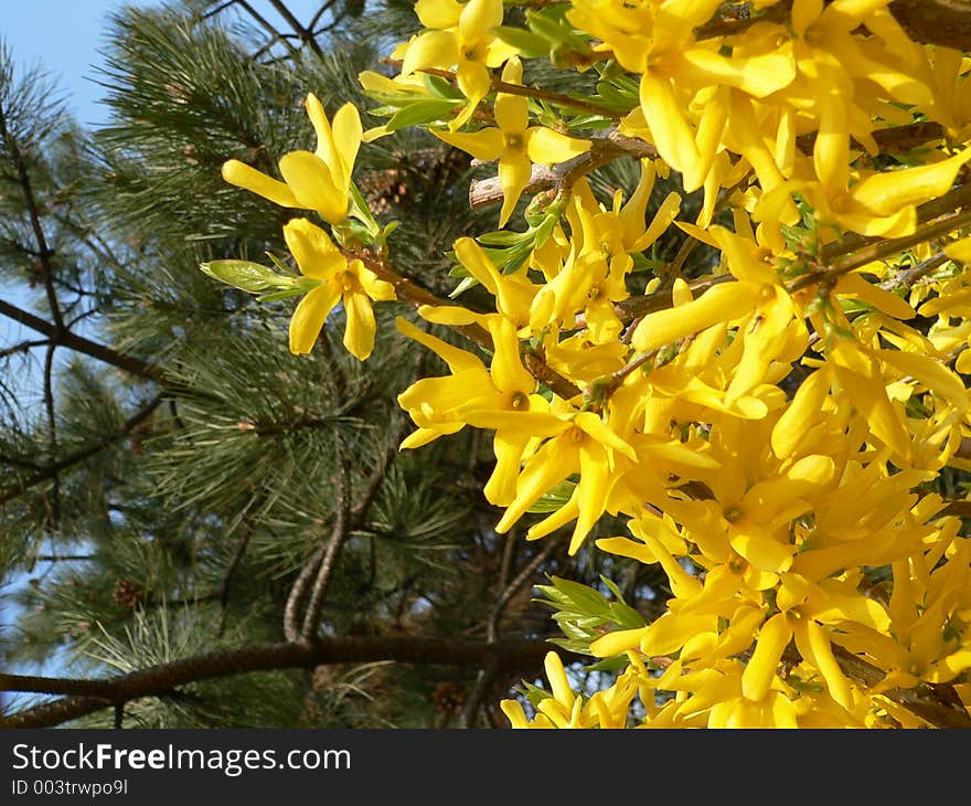 Yellow spring flowers and fir in the background