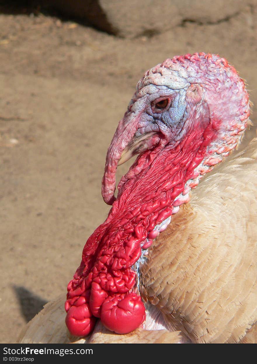 Turkey on the farm. Turkey on the farm