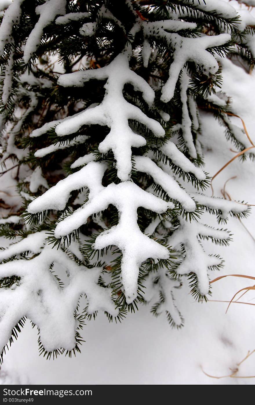 Snow on an evergreen branch. Snow on an evergreen branch