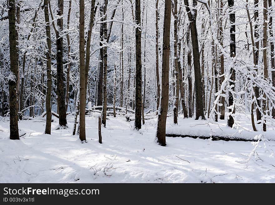 Winter trees. Winter trees