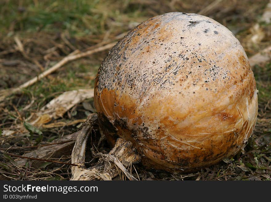 Closeup of a pumpkin surviving winter. Closeup of a pumpkin surviving winter