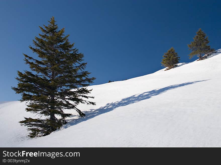 Trees and shadows in snow field