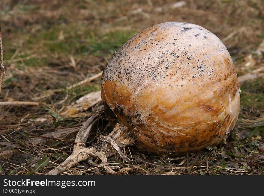 Closeup of a pumpkin surviving winter. Closeup of a pumpkin surviving winter