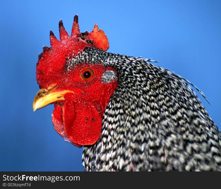 Barred Rock Rooster. Barred Rock Rooster