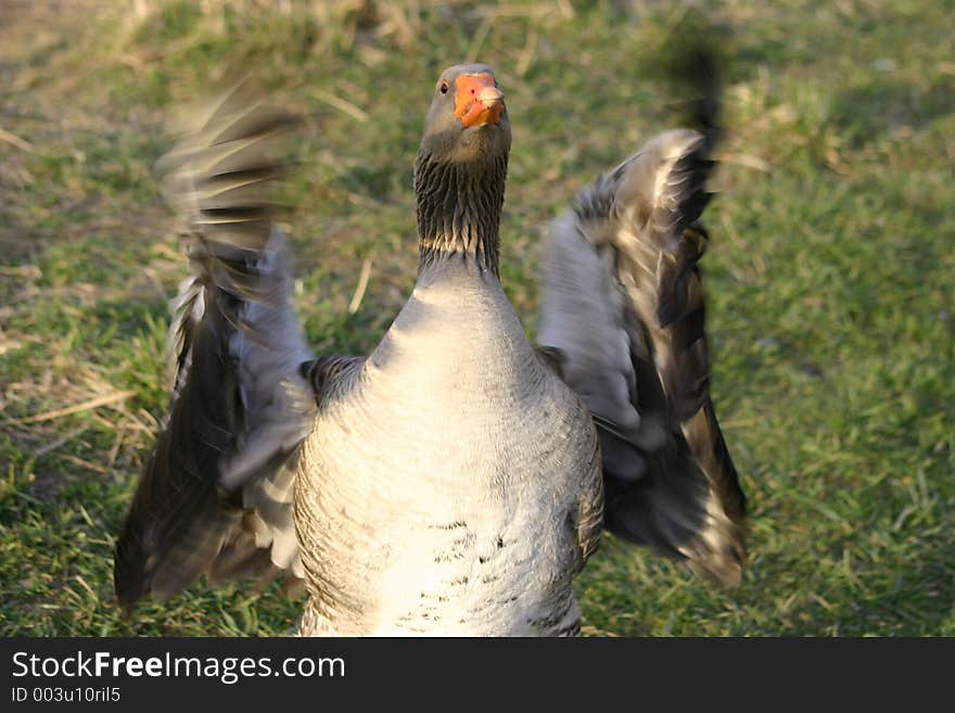 Greylag Goose Show Off