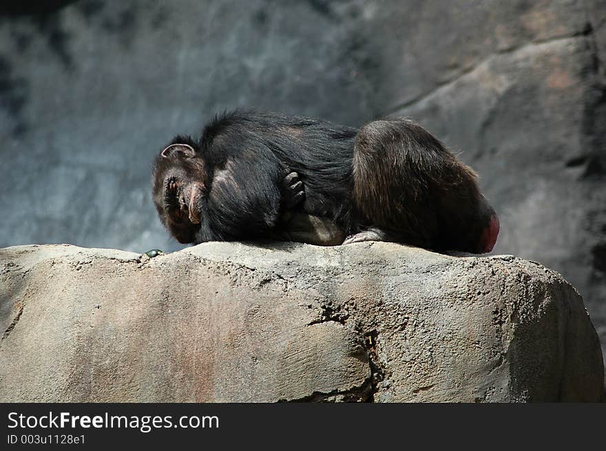 Chimpanzee sleeping on a rock