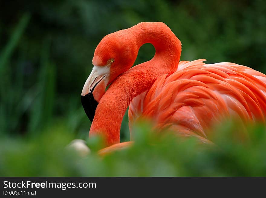 Flamingo in the grass. Flamingo in the grass