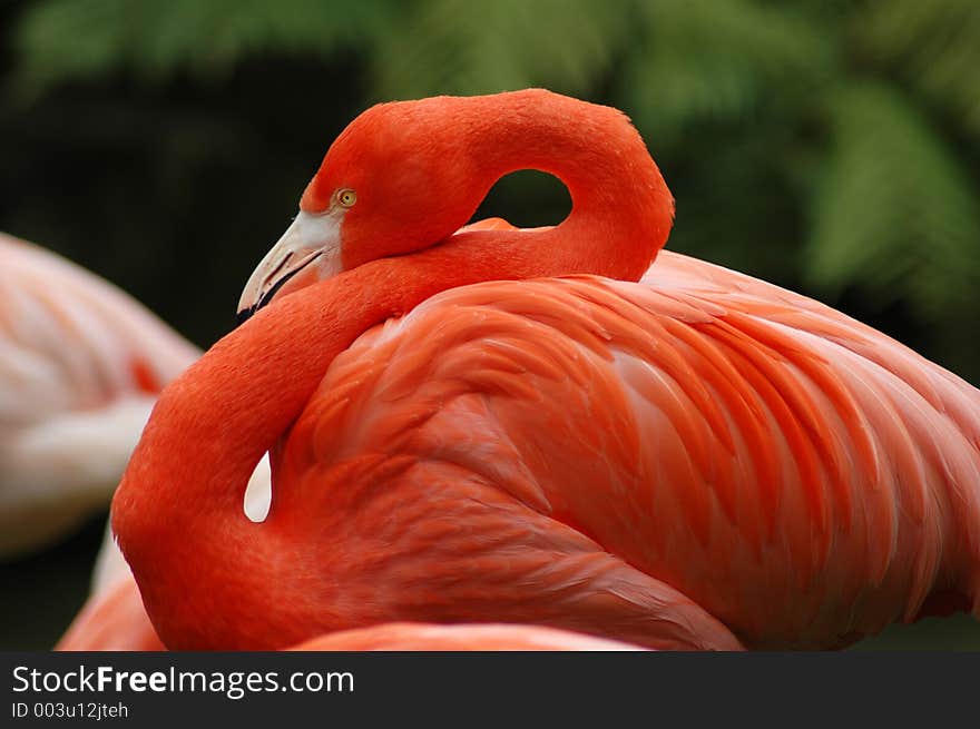 Flamingo resting. Flamingo resting