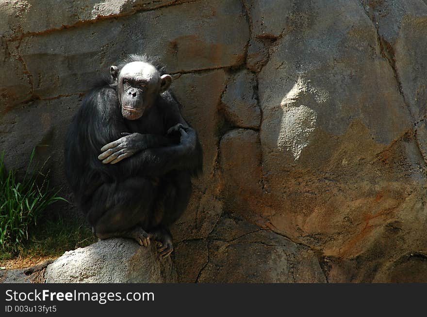 Chimpanzee Zen