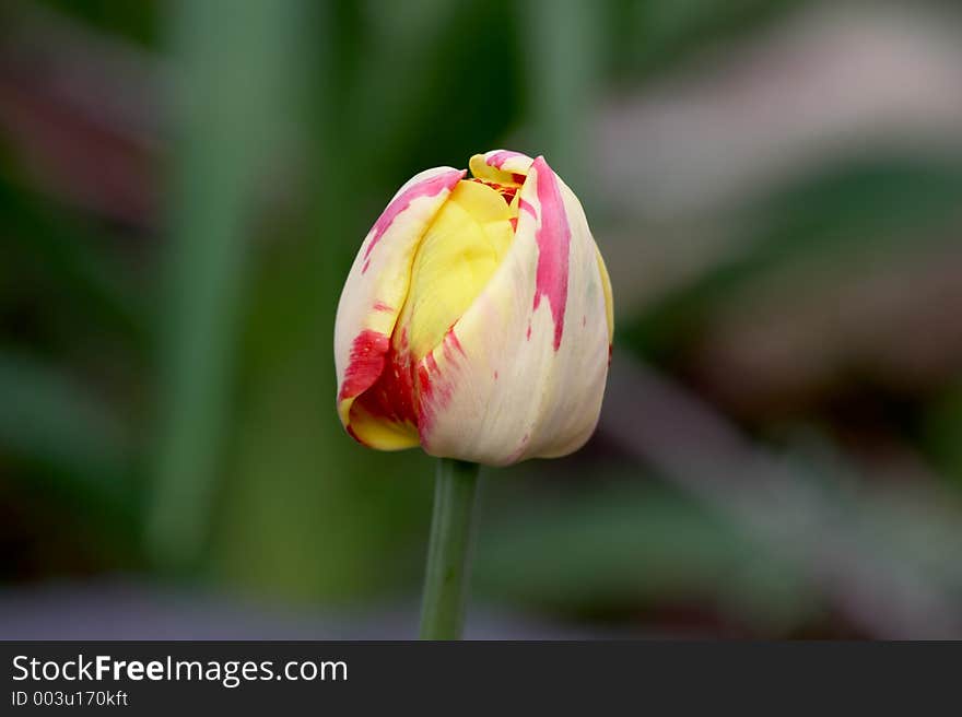 Holland tulip about to open up during springtime. Holland tulip about to open up during springtime.