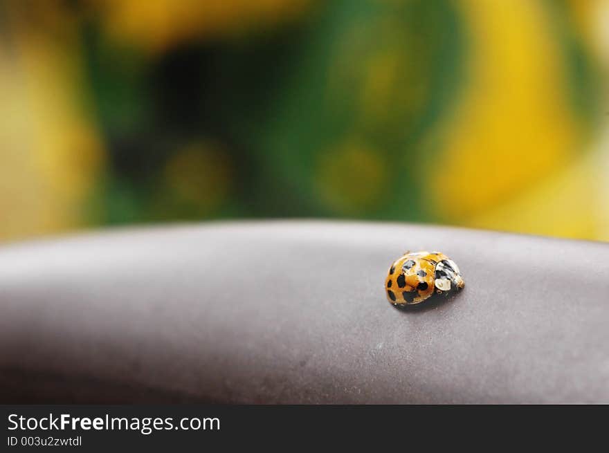 Ladybug Playground.