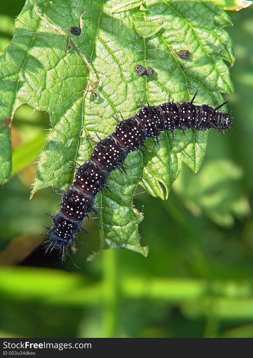 Caterpillar of butterfly Nymphalis io.