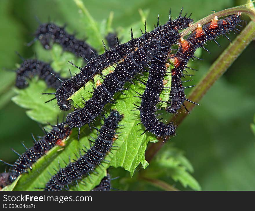 Caterpillars of butterfly Nymphalis io families Nymphalidae on a nettle. Length of a body about 35 mm. The photo is made in Moscow areas (Russia). Original date/time: 2005:06:28 18:02:50. Caterpillars of butterfly Nymphalis io families Nymphalidae on a nettle. Length of a body about 35 mm. The photo is made in Moscow areas (Russia). Original date/time: 2005:06:28 18:02:50.