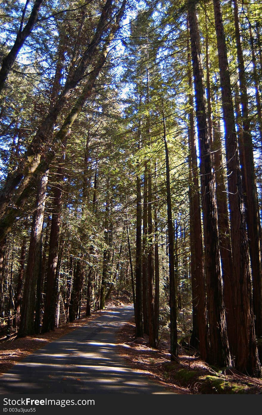 Road In The Forest