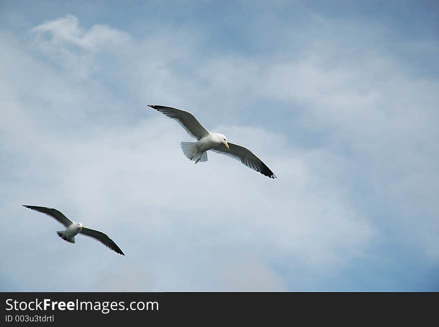 Flying Sea Gulls