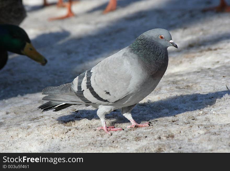 Pigeon