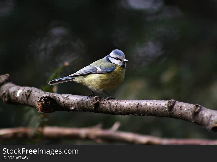 Tom-tit on the branch