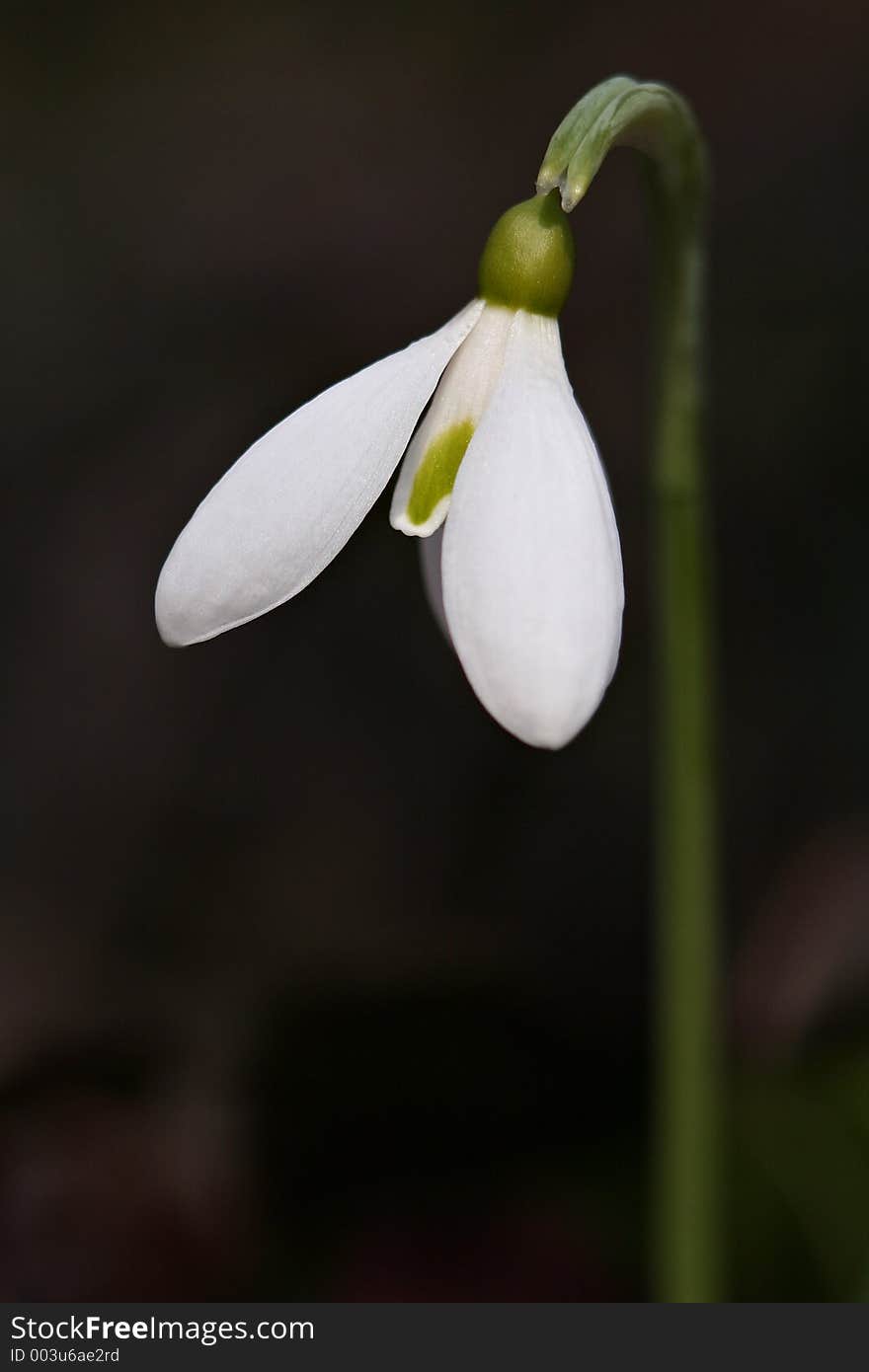 Snowdrop in the wood