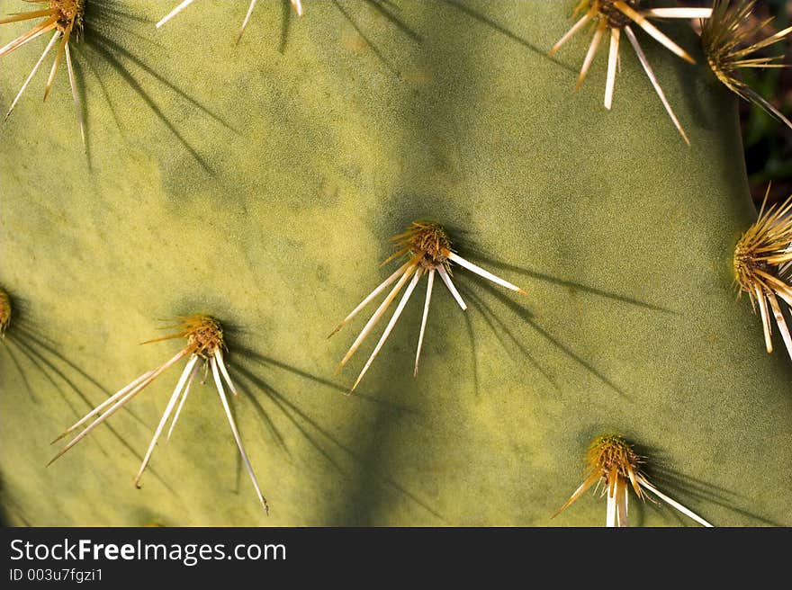 Cactus close-up